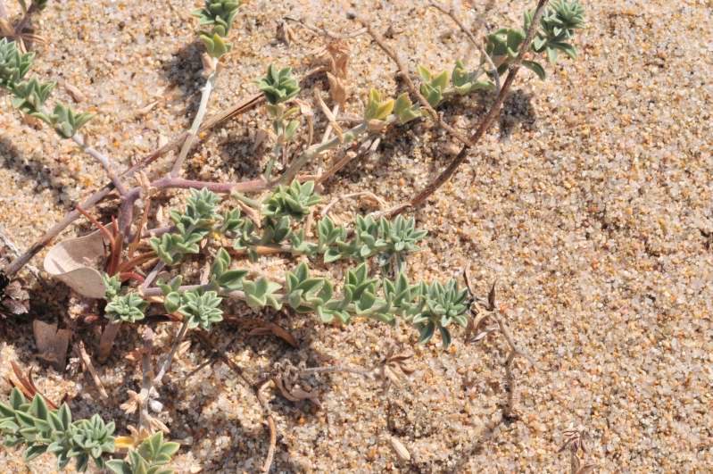 Piantina strisciante - Lotus sp.